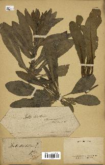 spécimen de Isatis tinctoria