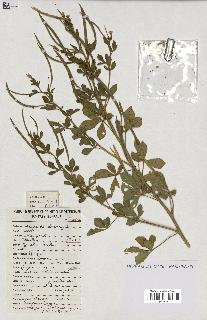 spécimen de Cleome viscosa