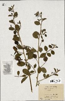 spécimen de Capparis spinosa