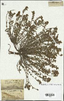 spécimen de Helianthemum hirtum