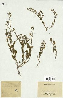 spécimen de Helianthemum salicifolium