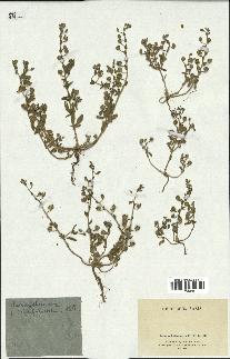 spécimen de Helianthemum salicifolium