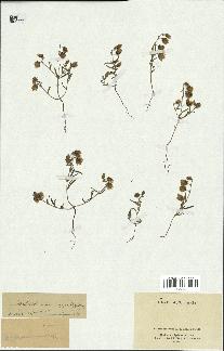 spécimen de Helianthemum aegyptiacum