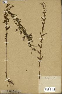 spécimen de Epilobium tetragonum