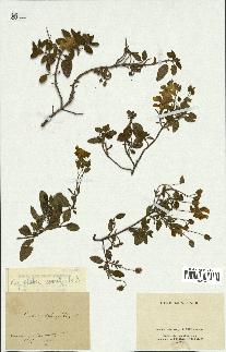 spécimen de Cistus salviifolius