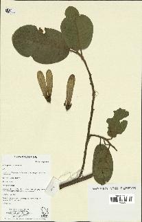 spécimen de Anisoptera costata