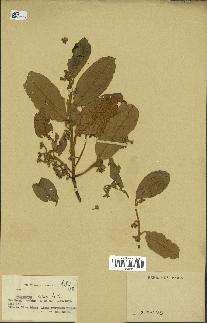 spécimen de Anisoptera costata