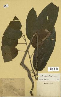 spécimen de Anisoptera costata