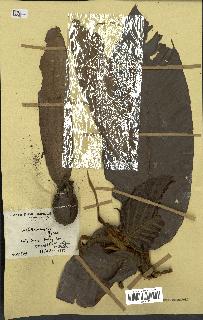 spécimen de Dipterocarpus dyeri