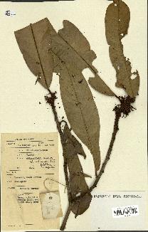 spécimen de Vatica oblongifolia