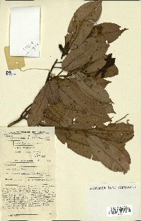 spécimen de Anisoptera costata