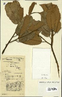 spécimen de Anisoptera costata