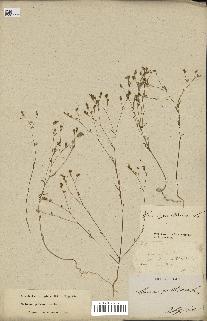spécimen de Linum gallicum