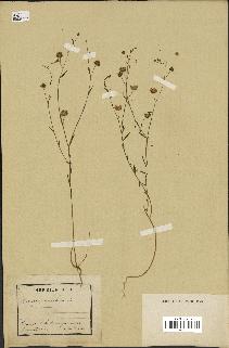 spécimen de Linum usitatissimum