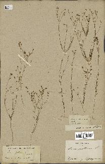 spécimen de Linum gallicum
