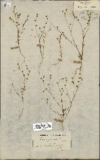 spécimen de Linum gallicum