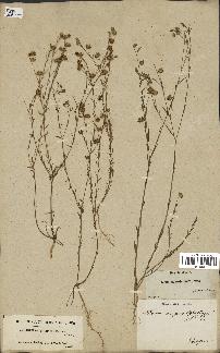 spécimen de Linum angustifolium