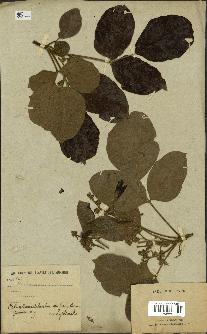 spécimen de Sandoricum sp.