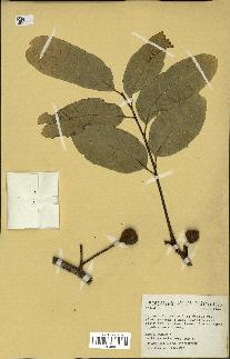 spécimen de Dysoxylum sp.