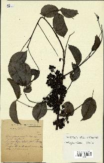 spécimen de Zanthoxylum nitidum