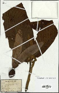 spécimen de Dipterocarpus dyeri