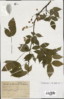 spécimen de Staphylea trifolia
