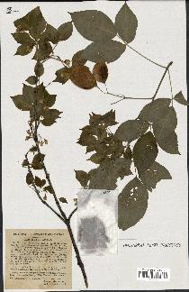 spécimen de Staphylea trifolia