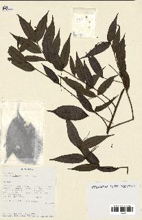spécimen de Myrcia splendens