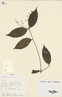 spécimen de Myrcia splendens