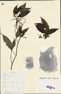 spécimen de Myrcia splendens