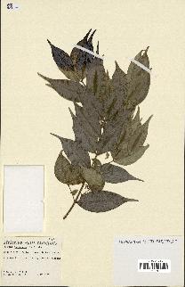 spécimen de Myrcia splendens