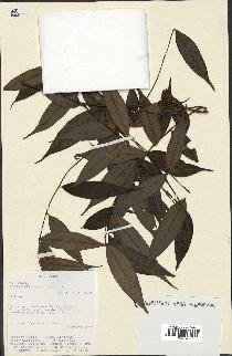 spécimen de Myrcia splendens