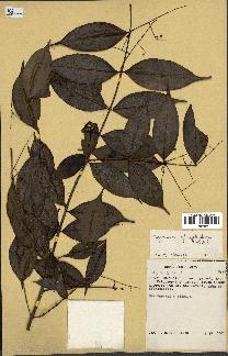 spécimen de Myrcia splendens