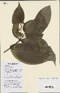 spécimen de Myrcia splendens