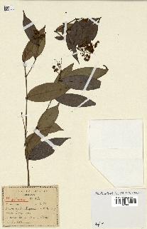 spécimen de Myrcia splendens