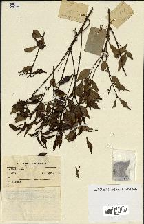 spécimen de Eugenia sp.