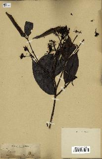 spécimen de Eugenia sp.