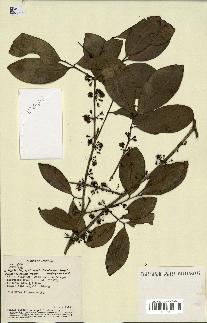 spécimen de Eugenia sp.