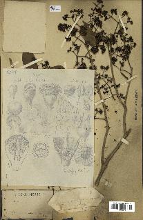 spécimen de Eugenia sp.