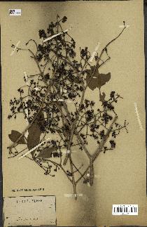 spécimen de Eugenia sp.
