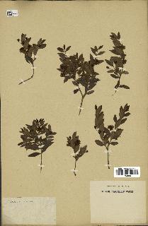 spécimen de Eugenia sp.
