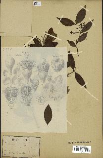 spécimen de Eugenia sp.