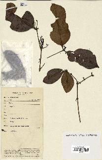 spécimen de Eugenia sp.