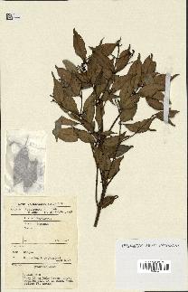 spécimen de Eugenia sp.