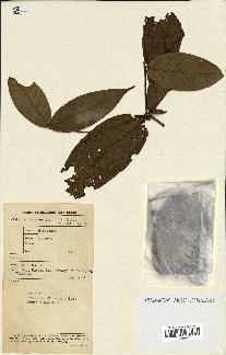 spécimen de Eugenia sp.