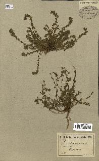 spécimen de Andrachne telephioides
