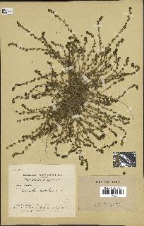 spécimen de Andrachne telephioides