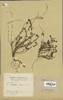 spécimen de Andrachne telephioides