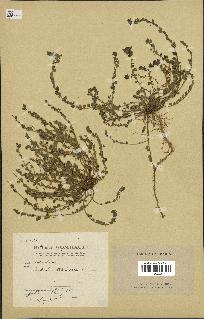 spécimen de Andrachne telephioides