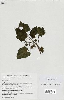 spécimen de Jatropha curcas